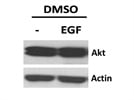 Western Blot Analysis of Akt