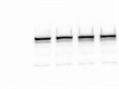 Very Good STAT3 Antibody