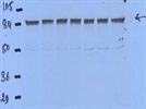 Excellent Cell Signaling Antibody for Immunodetection of Acetyl-STAT3 in Mammalian Cells