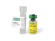 PrecisionAb™ Validated Western Blotting Antibodies