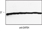 GAPDH Antibody for Western Blotting