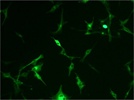 Anti-beta III Tubulin Antibody for Immunocytochemistry