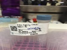Time-Course Effect of Chemokine on Src Kinase Phosphorylation