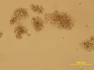 MammoCult Human Medium Kit from Stem Cell Technologies