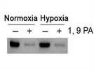 Phospho-c-Jun (Ser73) Antibody from Cell Signaling