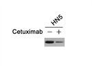 LDHA Antibody from Cell Signaling