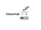 Phospho-EGF Receptor (Tyr1068) Antibody from Cell Signaling