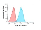 CD54 Expression by Human Fibroblasts
