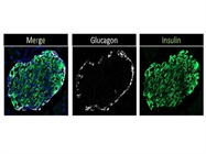 Immunofluorescence of Glucagon and Insulin in Pancreatic Mouse Cryosection
