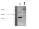 HLA-G Antibody (MEM-G1)