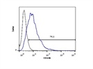 CD146 Expression by Human Fibroblasts