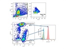 Clear Staining for Peritoneal Macrophages