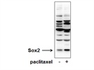 Sox2 Antibody from Novus Biologicals