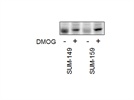 HIF-2 alpha Antibody from Novus Biologicals