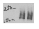 CPSF160 Antibody from Bethyl Laboratories
