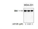 Akt Antibody from Cell Signaling #9272S