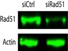 Good Mouse Rad51 Antibody