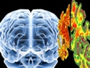 ImmunoStar Primary Antibodies Proven for Alzheimer’s Research