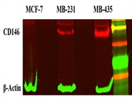 Review for Anti-MEL-CAM (MUC18 Antibody, CD146), clone A32