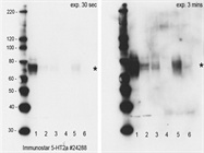 The Only Specific 5-Ht2a Antibody