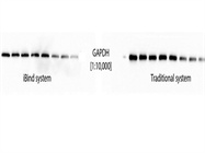 Fastest Western Blot I Have Ever Done