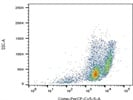 PerCP Anti-Mouse CD45 Antibody