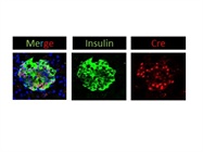 MIP-CreERT2 Pancreatic Cryosection 1 Day after Tamoxifen Treatment