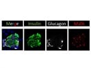 MafA Staining in Pancreatic Cryosections