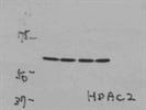 HDAC2 Antibody from Bethyl Laboratories