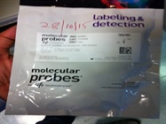 Quantification of Bacterial DNA