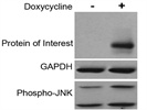 Phospho-SAPK/JNK (Thr183/Tyr185) (G9) Mouse mAb Antibody Review