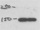 Symplekin Antibody from Bethyl Laboratories