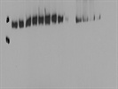 Great STAT3 Antibody