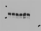 Great Phospho-Src Family Antibody