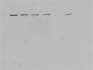 Best Phospho-STAT3 Antibody
