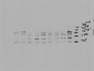 Best Phospho-JAK2 Antibody