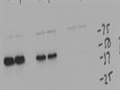 Good p53 Antibody