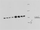 Decent Vinvulin Antibody