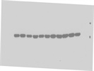 Best Ku80 Antibody