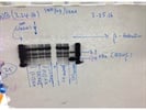 Anti-BDNF Antibody Performance