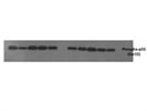 Excellent Phospho p53 Antibody