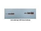 Good Anti-Rabbit HRP-Linked Secondary Antibody
