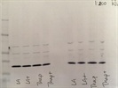 PCNA Western Blot