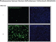 Assay to Monitor Proteasome Dysfunction