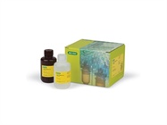 Clarity Western ECL Substrate, 200 ml