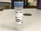 Time Course Effect of Chemoattractant on Pyk2 Phosphorylation