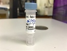 Time Course Effect of Chemoattractant on Gab1 Phosphorylation