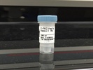 PKC-theta Antibody