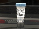 Time Course Effect of Chemoattractant on GSK-3ß Phosphorylation at Position Ser9