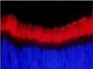 Rhodopsin Primary Antibody
